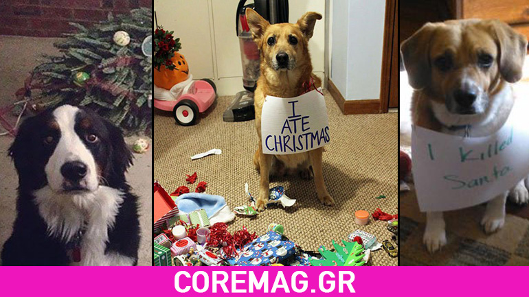 Σκύλοι και γάτες που δεν γουστάρουν τα Χριστούγεννα